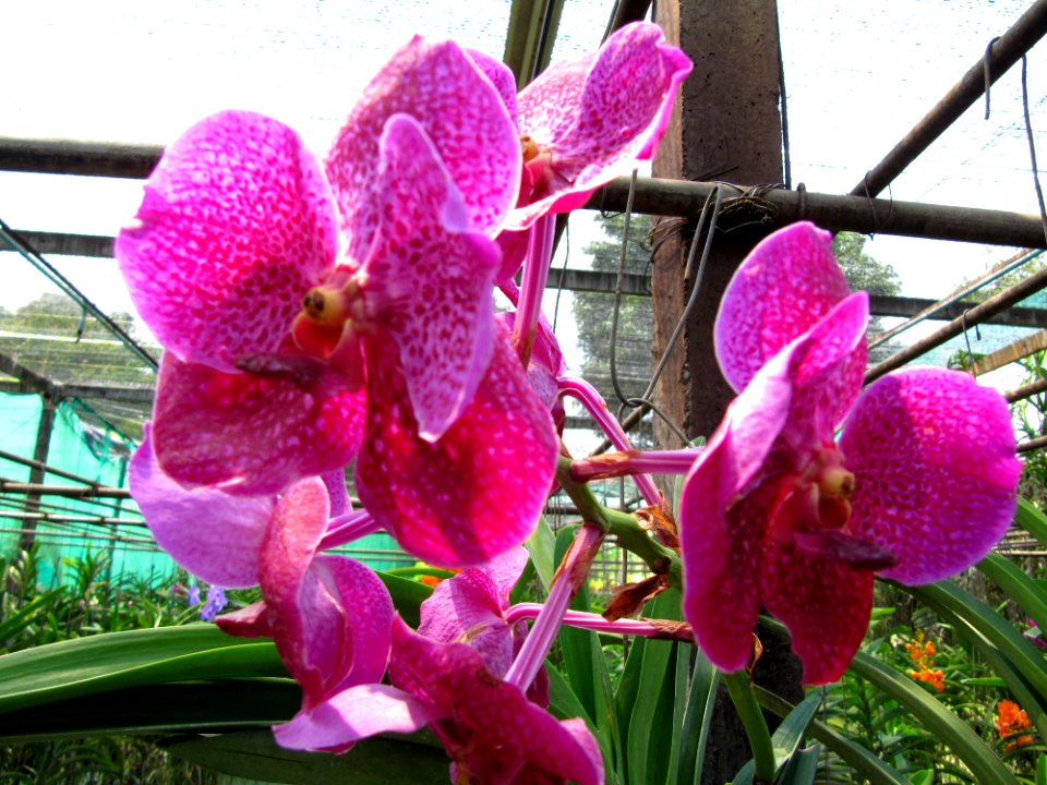 Orchidées de Thailande 9