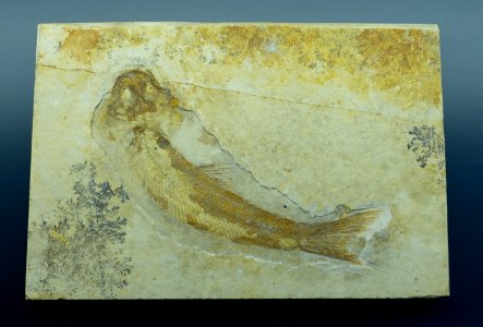 Ophiopsiella procera- Museum fur Naturkunde, Berlin - DSC09998