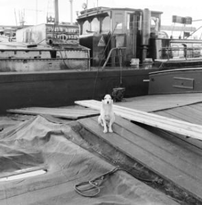 Opname binnenschepen in havens en kaden in Rotterdam in opdracht o.a. Het schip, Bestanddeelnr 911-7586