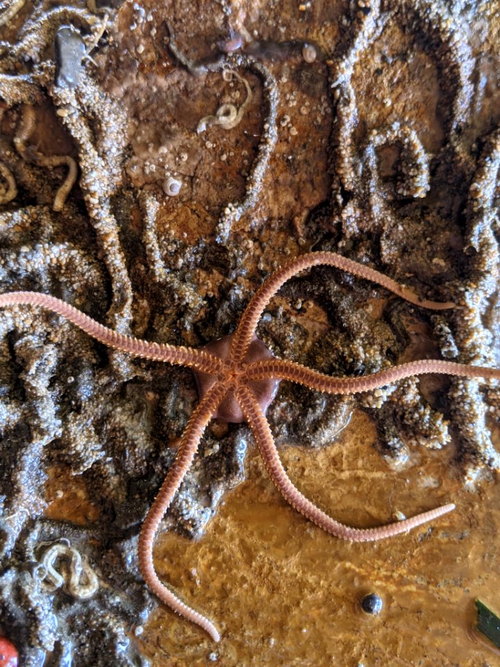 Ophioplocus esmarki 112064785