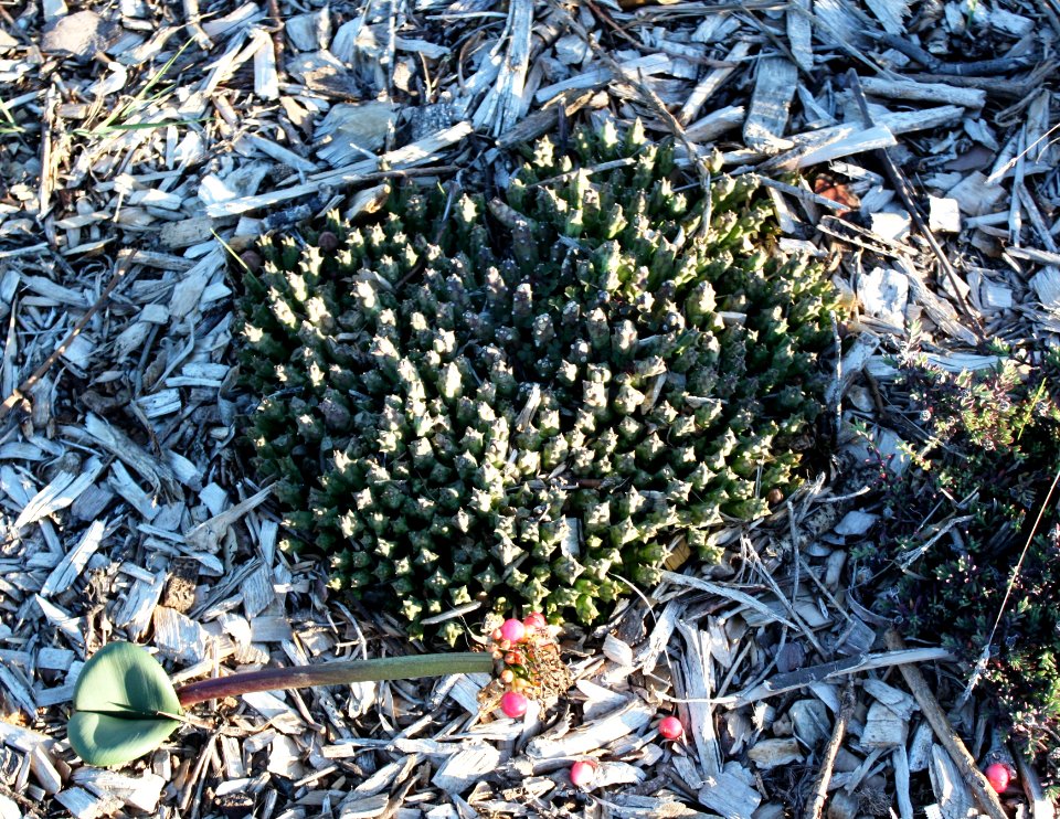 Orbea variegata in a Cape Town garden with Haemanthus flower in fruit