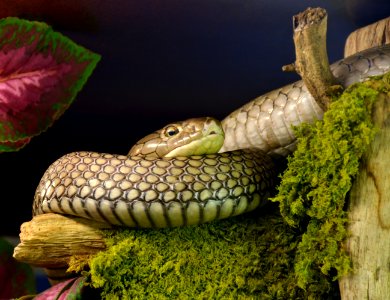 Ophiophagus hannah Genève 24102014 1