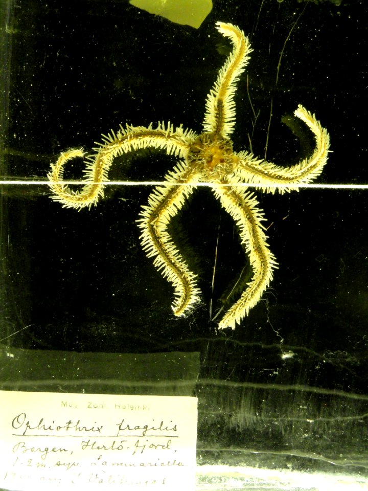 Ophiothrix fragilis - Finnish Museum of Natural History - DSC04677