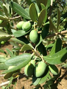 Oelfrucht olive branch plant