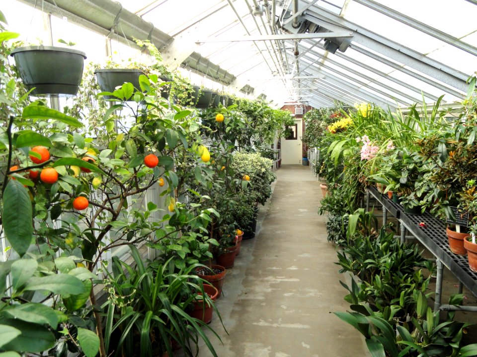 Orangerie - Lyman Plant House, Smith College - DSC04359