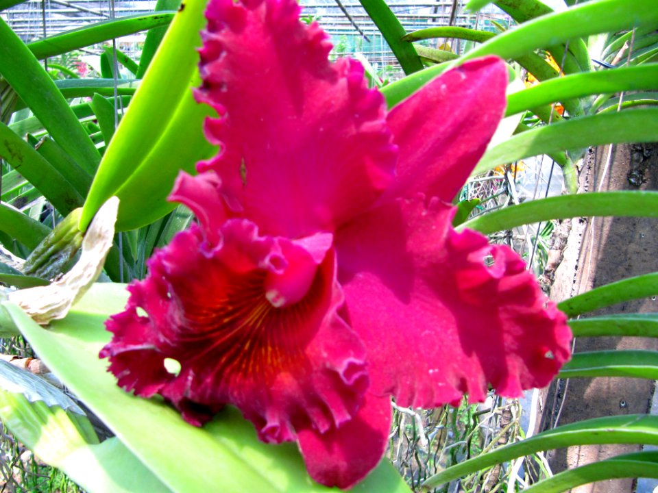 Orchidées de Thailande 5