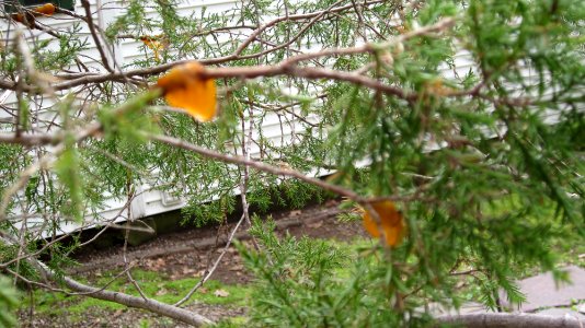 Orange Slime Mold 08