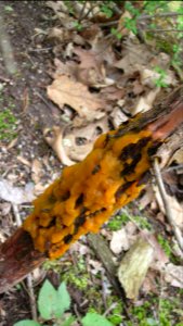 Orange Slime Mold 07