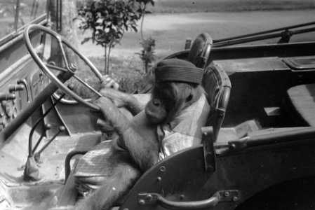 Orang-oetan met muts zit achter het stuur van een jeep, Bestanddeelnr 7349