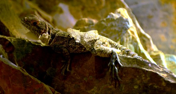 Oplurus cuvieri Musée d'Histoire Naturelle Tournai 27122015 1