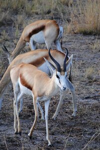 Namibia safari antelope photo