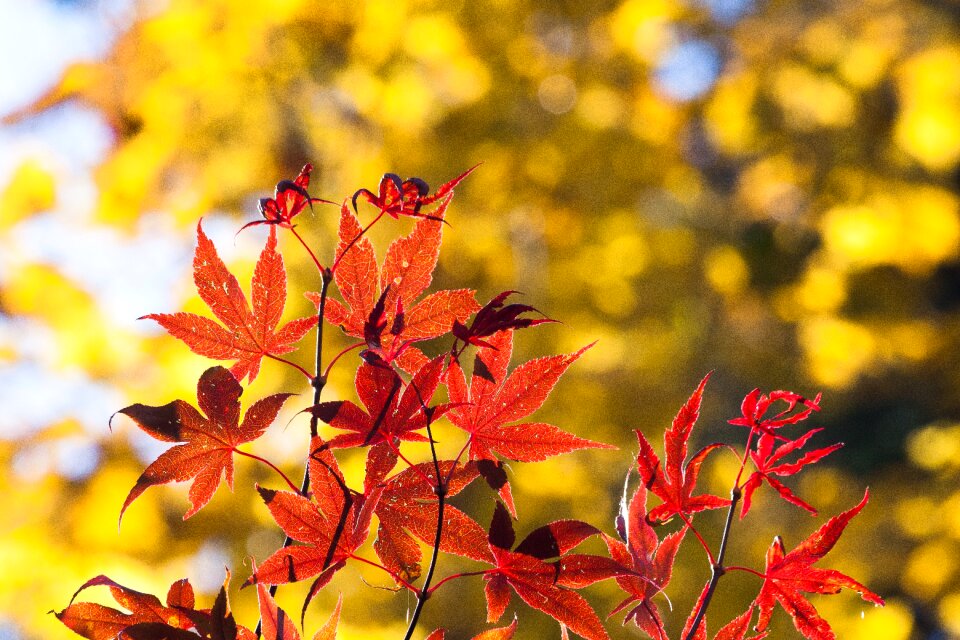 Red yellow leaves