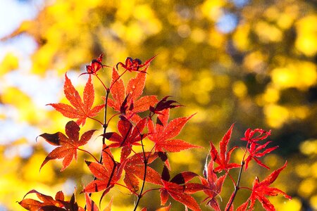 Red yellow leaves photo