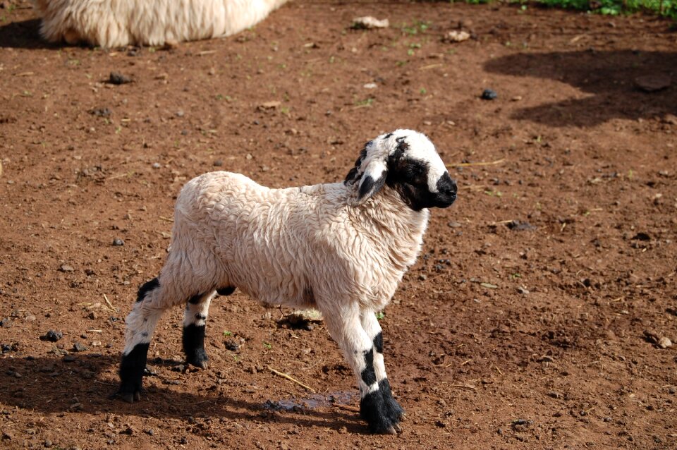 Flock farm animals