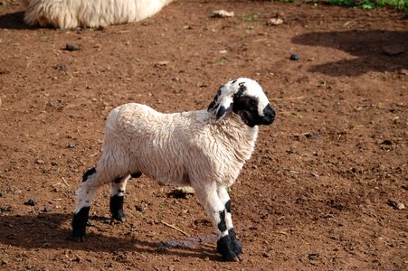 Flock farm animals