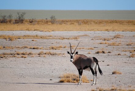 Etosha national park safari photo