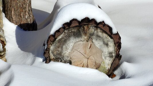 Trunk snowy contrast