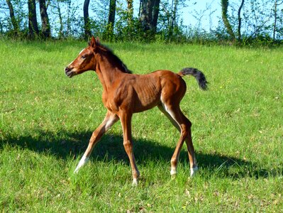 Equine pre prairie photo