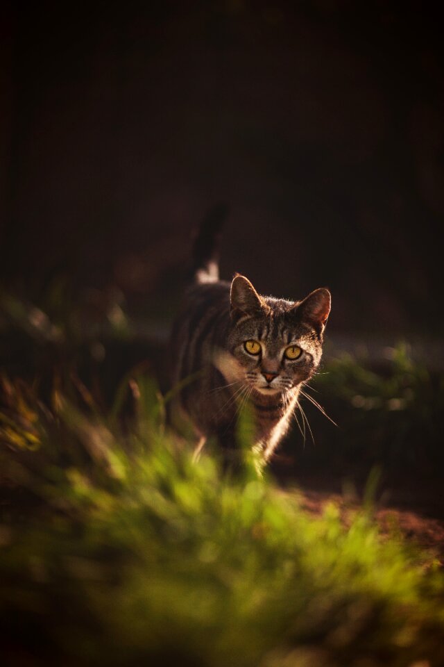 Light animal prowling