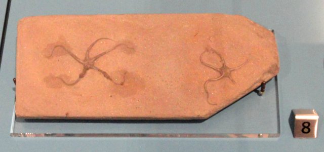 Ophioderma egertoni, Dorset, England, Early Jurassic - Royal Ontario Museum - DSC09933