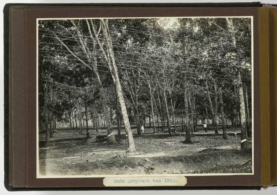 Oude aanplant van 1910, Bestanddeelnr 804 06