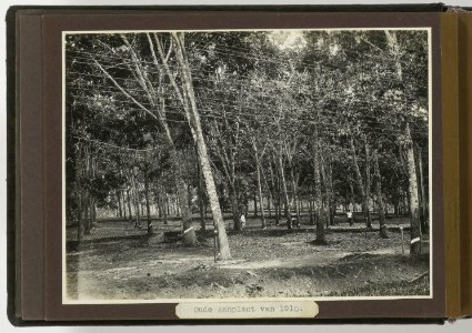 Oude aanplant van 1910, Bestanddeelnr 804 06