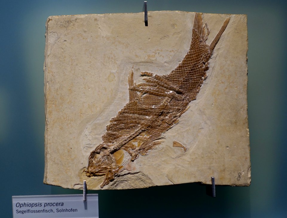 Ophiopsiella procera - Museum fur Naturkunde, Berlin - DSC09971