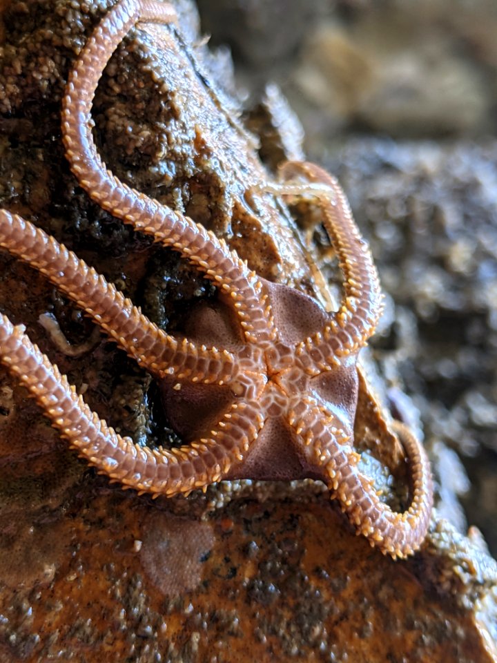 Ophioplocus esmarki 112064766