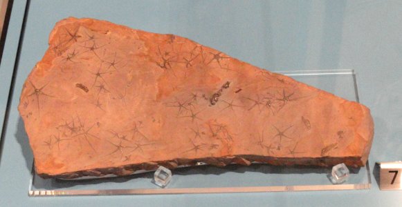 Ophiopinna elegans, La Voulte, France, Middle Jurassic - Royal Ontario Museum - DSC09932