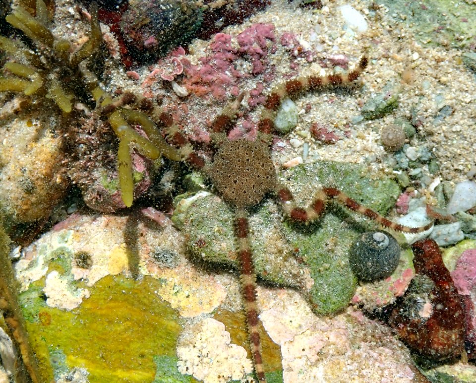 Ophiomyxa brevirima 31725678