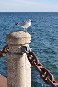 Waterbird chain shorebird