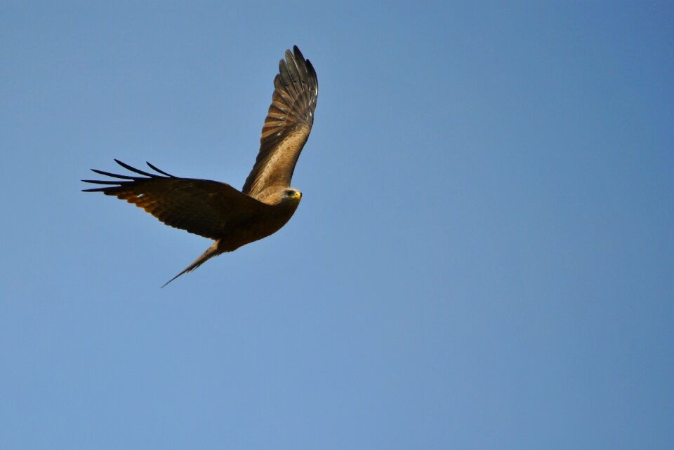 Safari tanzania bird of prey