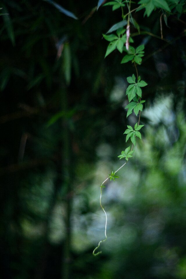 Forest green blade