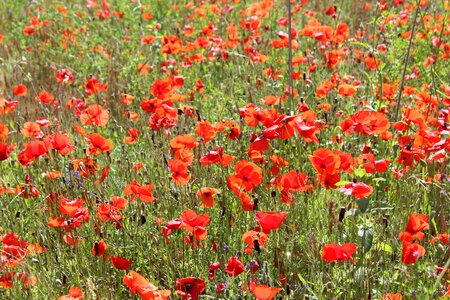 Summer meadows red photo