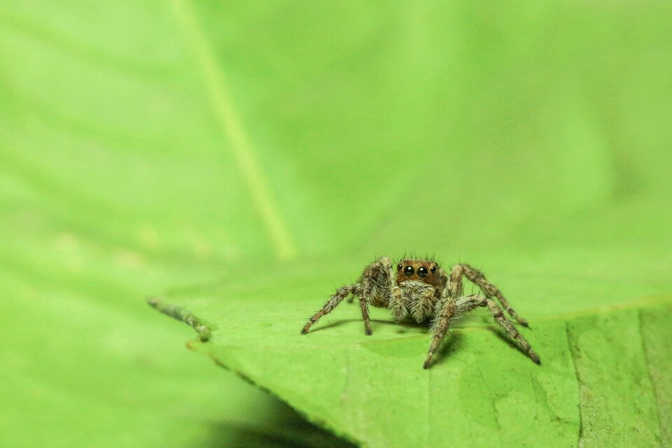 Spider green nature