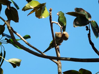 Animal tropical wildlife