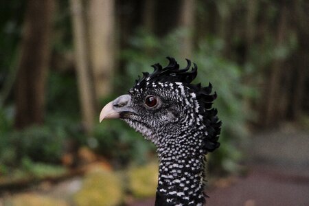 Bird poultry pheasant