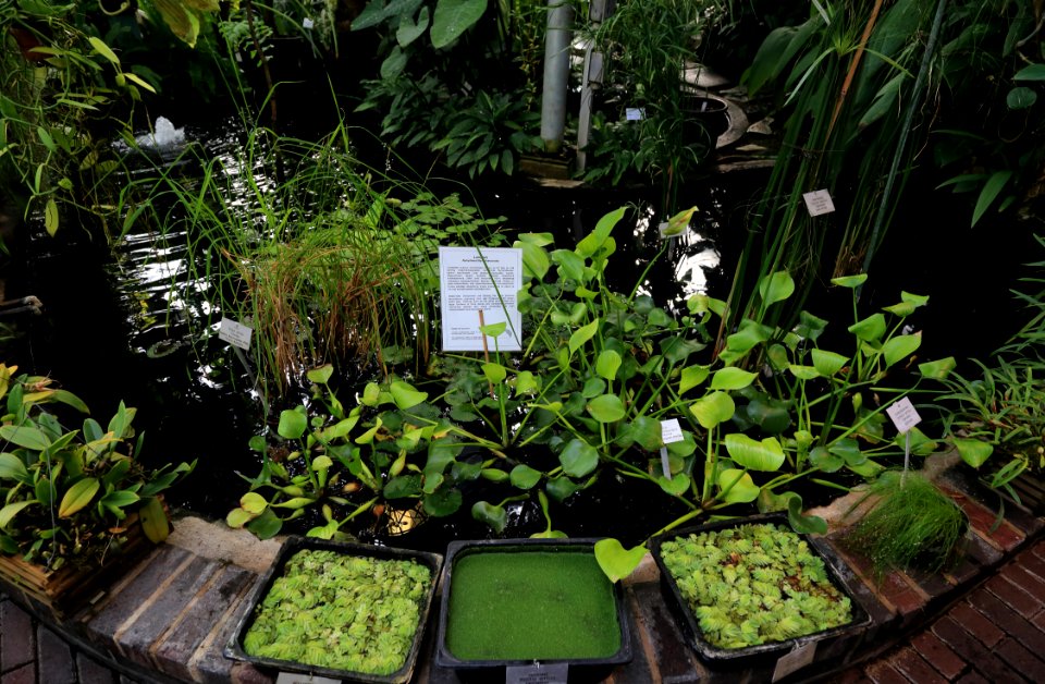 Oulu University Botanical Gardens 20160917 06