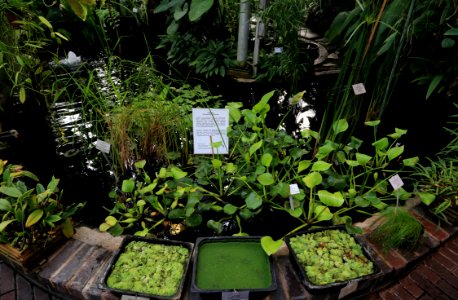 Oulu University Botanical Gardens 20160917 06