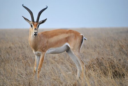 Safari serengeti antelope