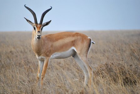 Safari serengeti antelope photo