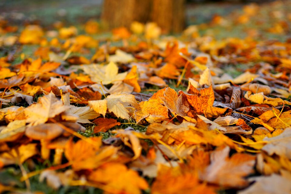 Fall color emerge golden