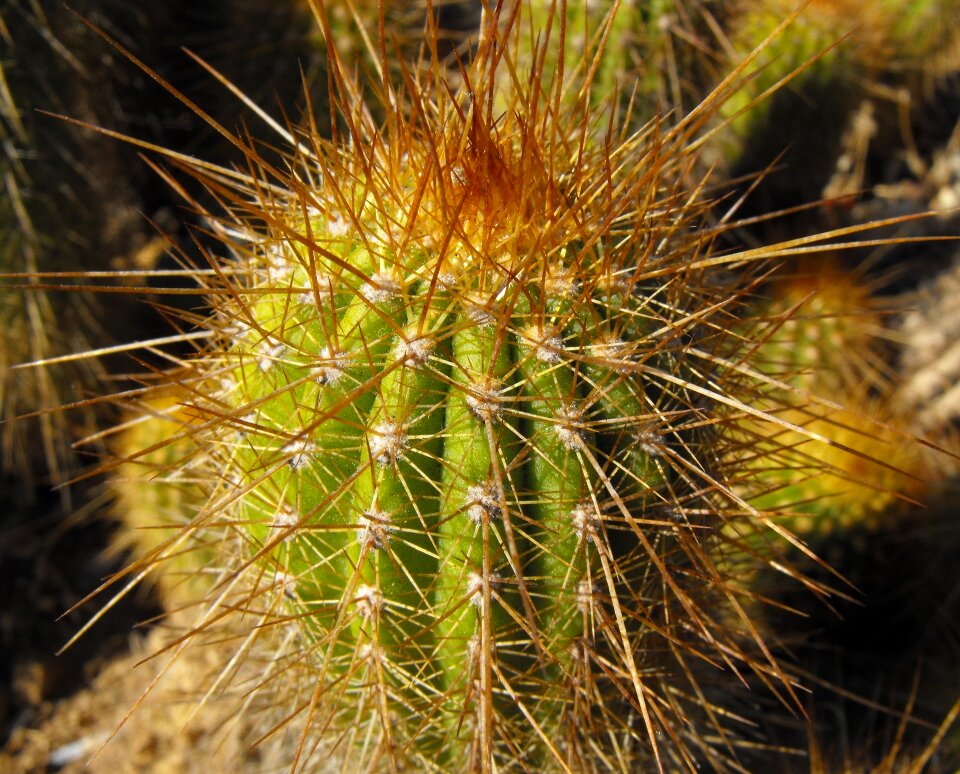 Spines growing garden