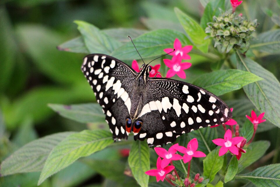 Insect tropical papilio ophidicephalus