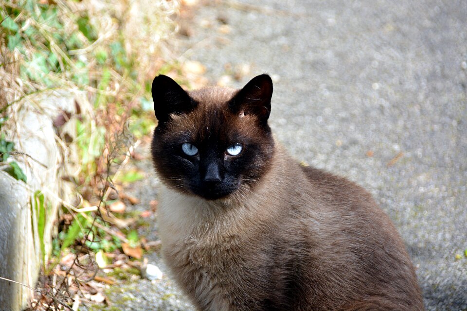 Animal domestic animal animals