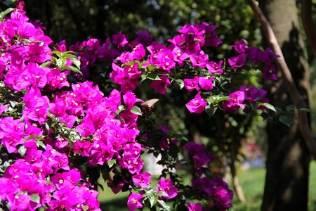 In yunnan province flowers plant