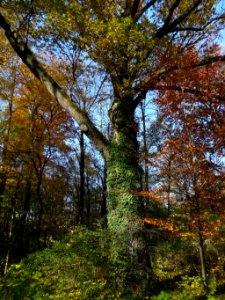 Ostromecko park 31 10-2013