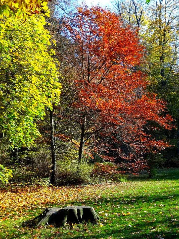 Ostromecko park 30 10-2013