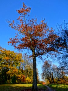Ostromecko park 38 10-2013