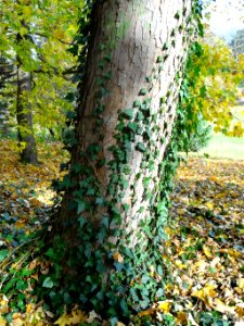 Ostromecko park 10 10-2013